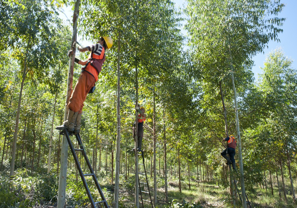 Workers pruning eucalyptus trees on a plantation