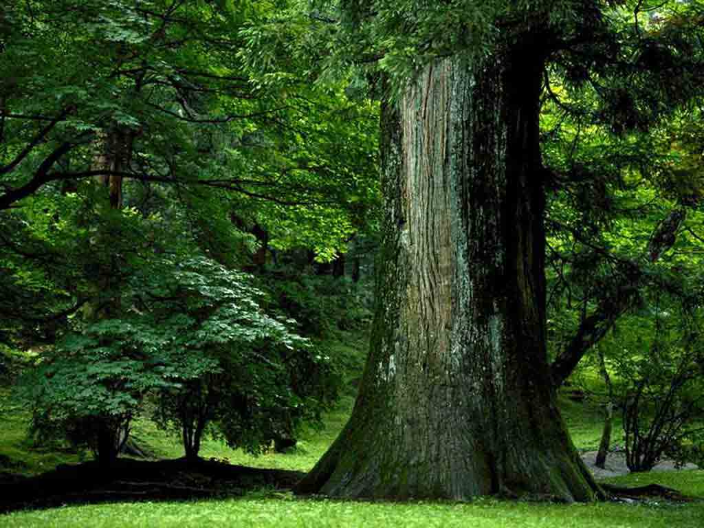 timber tree